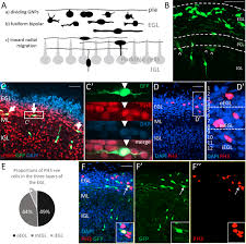 Check spelling or type a new query. Mitotic Granule Cell Precursors Undergo Highly Dynamic Morphological Transitions Throughout The External Germinal Layer Of The Chick Cerebellum Scientific Reports
