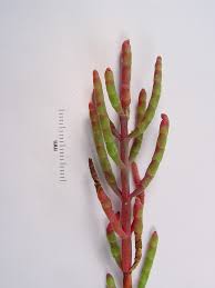 Image result for Salicornia perrieri
