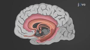 Image result for Limbic System