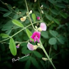 Image result for Tephrosia dasyphylla