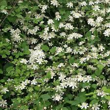 Maybe you would like to learn more about one of these? Clematis Fargesioides Paul Farges Sommerbluhende Clematis Mit Sternchenbluten Native Plants