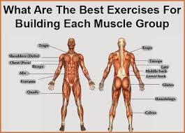 building each muscle group cheat sheet