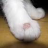 Cat losing hair on back near the tail stress, skin infections and fleas are the main possible reason why your cat is losing its fur on its back near the tail. 1