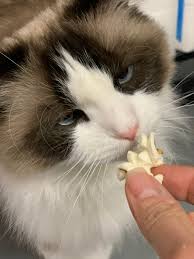 But is this wise, or are there there's nothing in the popcorn that is good for your cat, so the question really is why would you give your cat popcorn? Can Cats Eat Popcorn Is Popcorn Safe For Cats To Eat Floppycats