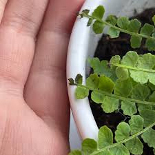 Image result for Pellaea boivinii