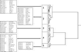 Image result for Thomandersia laurentii