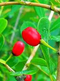 Image result for Erythroxylaceae