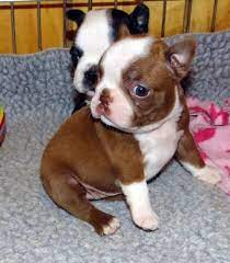 Boston terrier, colorado » colorado springs Boston Terrier Puppies For Sale Colorado Springs Co 96107