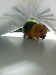 pin on parrots parakeets budgies