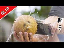 老广的味道第3季生熟 椰子 youtube teddy teddy bear animals