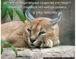 прикольные обои для рабочего стола скачать бесплатно без регистрации Foto Kotyat Prikolnye S Nadpisyami Krasivye Koshki Zhivotnye Dikie Zhivotnye