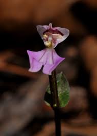 Image result for Disperis reichenbachiana