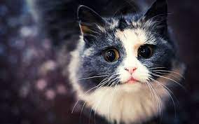 Hd Wallpapers Unique Cute Cat Wallpaper Cute Cat Wallpaper Cats Funny Cat Wallpaper