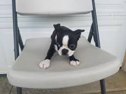 Boston terrier puppies for sale in maineselect a breed. Boston Terrier Puppy For Sale In Detroit Michigan Classified Americanlisted Com