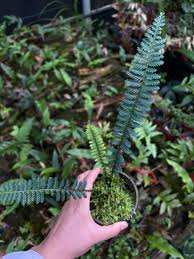Image result for Asplenium preussii