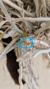 Image result for Microcoelia exilis