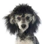 Phantom Standard Poodle – Phantom Standard Poodles For ...