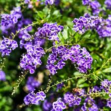 Image result for Duranta erecta