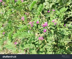 Image result for Tephrosia paradoxa