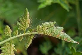 Image result for Tetranychidae grapevine