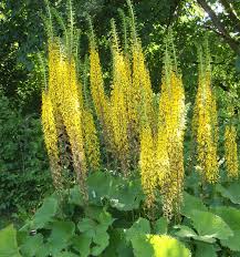 They have yellow or orange composite flower heads with brown or yellow. Www Staudenspatz De Ligularia Hybride Zepter Greiskraut