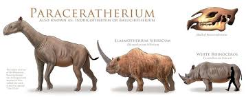 Paraceratherium An Odd Toed Ungulate Of The Order Perissodactyla An Extinct Family Of Rhinoceroses Animali