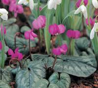 Or white flower with yellow or orange cup. Top 10 Autumn And Winter Flowering Bulbs Thompson Morgan