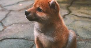 It took amazon 13 years to deliver a 10,000% return to investors. Shiba Inu And 9 Other Dogecoin Inspired Cryptocurrencies You Should Know About Benzinga