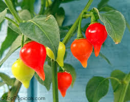Image result for Capsicum annuum