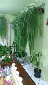 150 Ideas De Helechos Helechos Plantas Jardin Jardineria