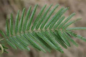 Image result for Acacia ataxacantha