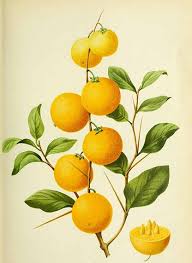 Image result for Dovyalis afra