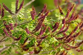 Image result for Indigofera antunesiana