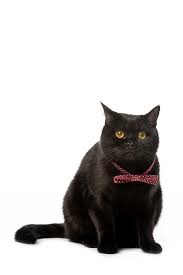 Foto E Imagen De Stock Sin Royalties De Estudio Disparo De Negro Britanico Taquigrafia Gato