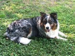 Adopted Brodie 6 5 Year Old Blue Merle Australian Shepherd Mix Male In Illinois Australian Shepherd Blue Merle Australian Shepherd Blue Merle