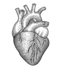 Menschliches Herz Vektorgrafiken Cliparts Und Illustrationen Kaufen 123rf