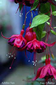 Achilles Tops Fuchsiafinder Fuchsia Garden Beautiful Flowers Happy Flowers