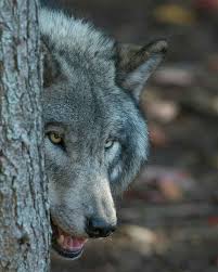 Pin By Mete Tungaz On Wild Animals Grey Wolf Wolf Spirit Wolf Love