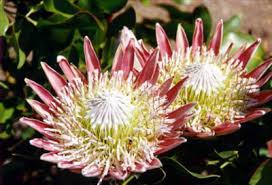 Image result for Protea rupestris