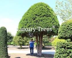 Bonsai Gartenbaume Gartengestaltung Bau Luxurytrees Com Gartenbaume Gartenbonsai Baume Garten