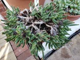 Image result for Hereroa