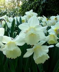 Narcissus Mount Hood Flower Bulb Index Bulb Flowers Narcissus Narcissus Flower