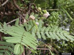 Image result for Mimosa pigra