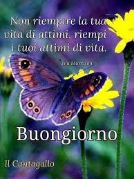 Immagini buongiorno con farfalle e fiori bianchi. Farfalle Immagini Buongiorno Con I Fiori