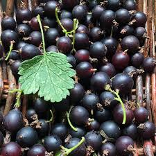 Image result for jostaberry