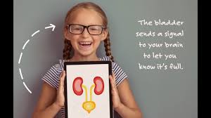 Daytime Wetting Kidshealth Nz