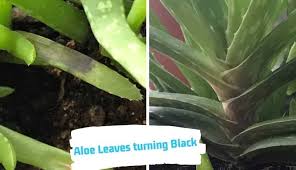Here is to find out if aloe vera is able to light the skin in a fast and permanent way naturally and using of cream to clear dark spots. Aloe Leaves Turning Black 7 Causes And How To Fix It Garden For Indoor