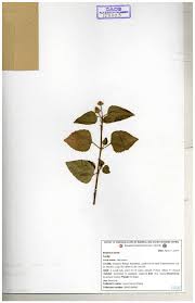 Image result for Grangea anthemoides