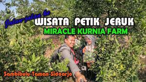 Apakah anda sedang mencari informasi harga tiket pesawat promo hari ini seperti harga tiket. Jalan Jalan Ke Wisata Petik Jeruk Dlanggu Mojokerto By Fajar Hengki Wijaya