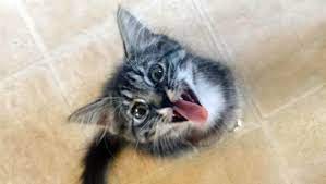 Cats may see a pill on the ground, think it's a treat and eat it — leading to toxic and often fatal consequences. Your Cat May Want To Kill You Study Says